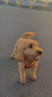 Rusty, Golden Doodle 40 lbs. Very nervous & skiddish.. doesn't like hair dryer