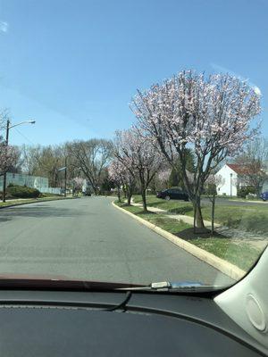 Cherry trees starting to blossom! Only lasts a few days