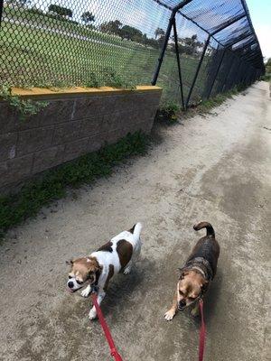 Baby Dog and Brody on a jog!