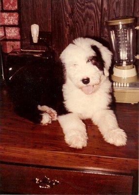 Our baby sheepdog Maggie 1978