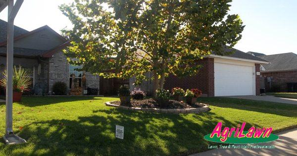 A lush green lawn complemented by the elegance of a towering tree.