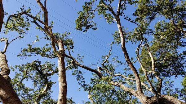 ACRT sent out a two-man crew in an unmarked pick-up that had out of state license plates.  They butchered our trees.