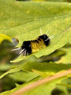 Found quite a unique little Wooly Bear caterpillar on the trail down to the lower scenic viewpoint!!