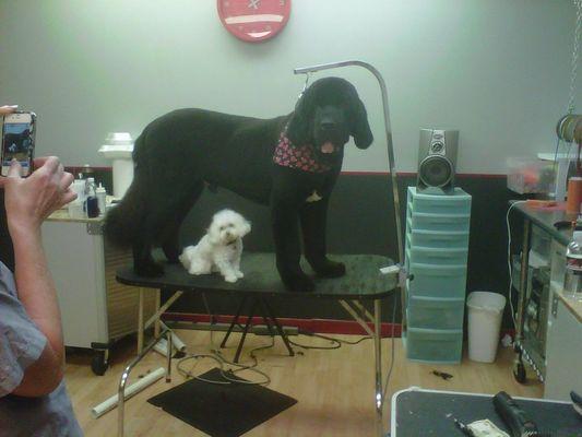 Fenton came in for his hair cut, and look what we found in his tail! cocoa! 3