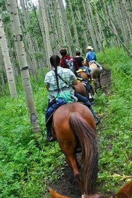 Going through an aspen forest.