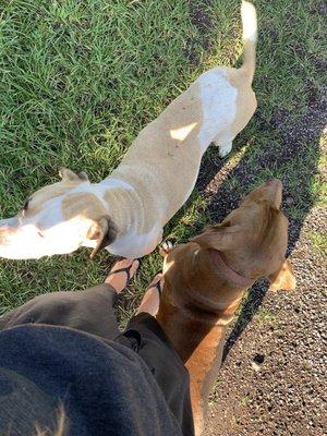 If you love dogs - you have to come here and meet these four-legged friends!