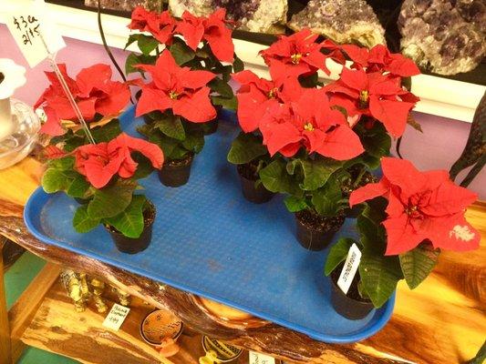 Mini poinsettias-2017