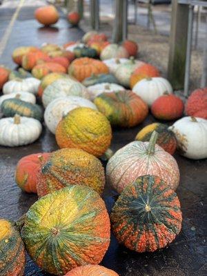 Unique Pumpkins and Gourds