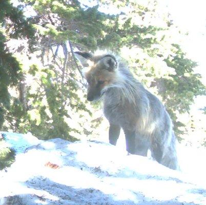 Wolverine Tracking Project Camera Survey - Sierra Nevada red fox