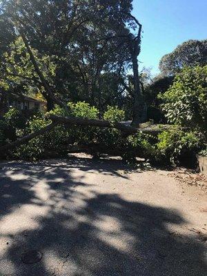 Emergency storm damage and tree removal services.