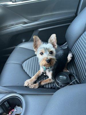 Kiko after his hair cut at petsmart salon