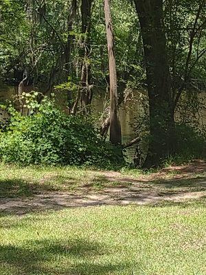 Edisto River