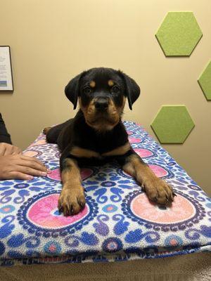 Zeke at his appointment with Doctor Lara Downs!!!! He enjoyed his time here so much!!!