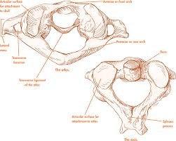 C1 and C2 the first two bones in the neck. Upper Cervical.