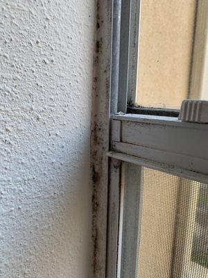 Mold