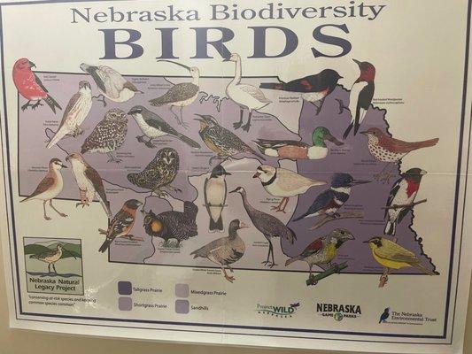 Poster of Nebraska birds