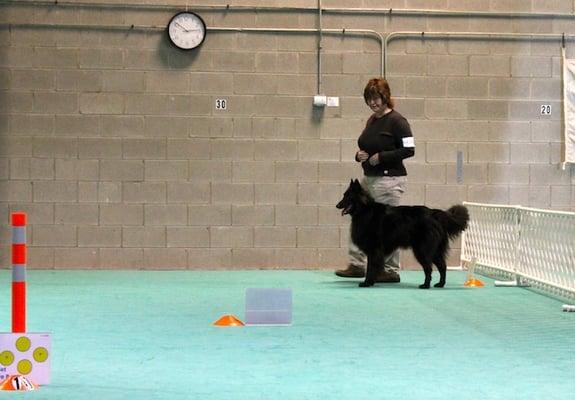 LOLA and Sheryl competing in Rally Novice. Sheryl and LOLA are one of several TDI teams that brighten the days of area folks.