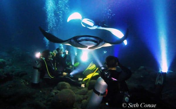 Manta Ray Night Dive and Snorkel EcoAdventure - Look at these gentle giants up close as they glide right past you!