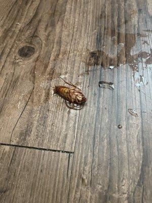 Roach my toddler killed. ITS HUGE