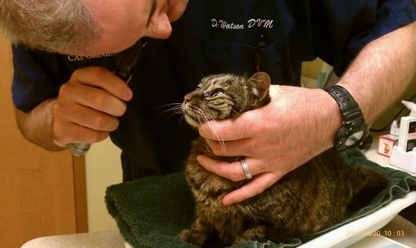 Dr. Watson examines Grace, a 19 year old tabby.