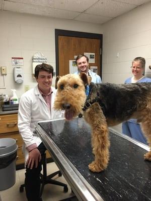 Welsh Terrier, Oliver, after his eye exam in Ophthalmology.