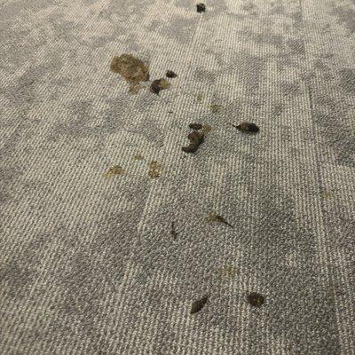 Feces on the carpet in the hallway on the 7th floor