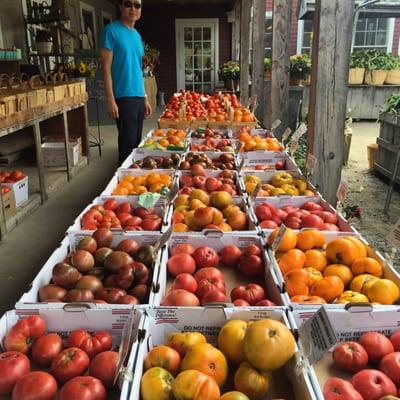 A variety of tomatoes!