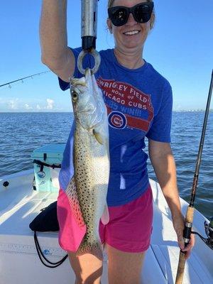 Spotted Sea Trout are very common throughout our grass flats.