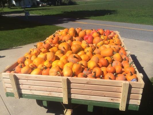 A wagon load of pumpkins from this years harvest