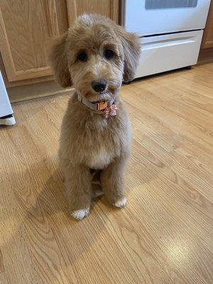 Lola right after her very first grooming appt