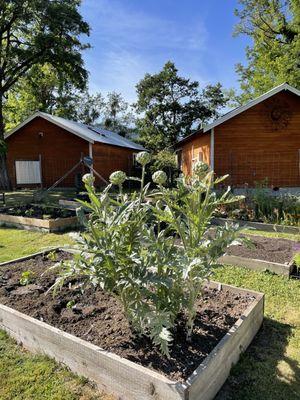 Artichokes growing in the garden