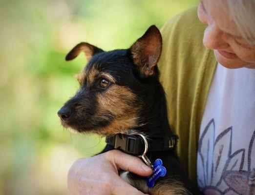 Here's Ned - we were his fosters and he's now with his forever people