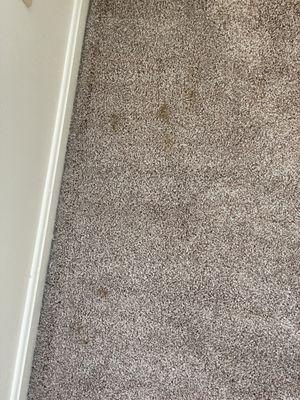 Pet stain from previous tenant