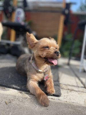 My Yorkie with her new groom. They follow what I ask to be done with her.