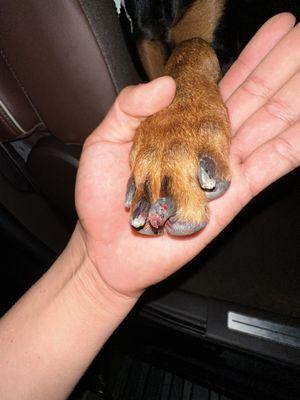 Left right paw: they cut his quick which is his blood vessel. This is why he's bleeding so much.