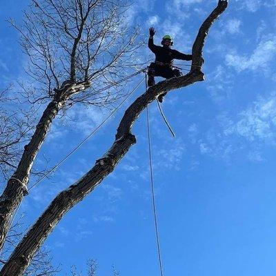 Alan's  Tree  Service 
908 884 8260