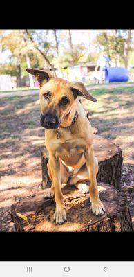 Diva at Foxy Roxy's doggy daycare and training