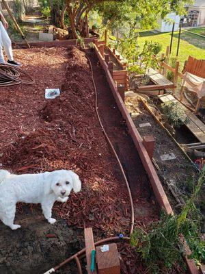 Flower J. Dog, job inspector.