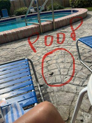 Iguana poop  all over pool.  Not maintained at all!!