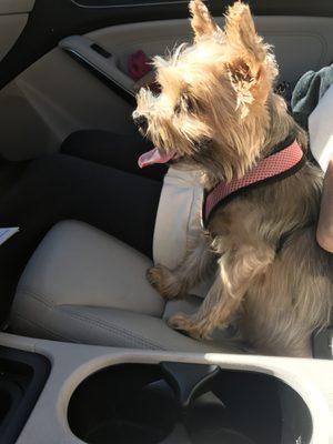 My 89 year old Aunties 13 year old terrier.