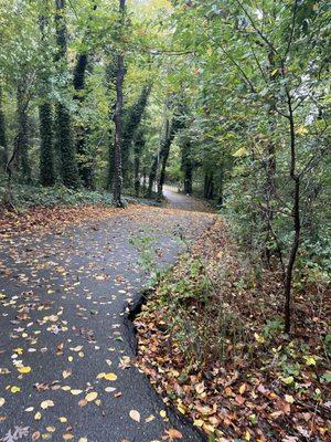 Path through wooded area