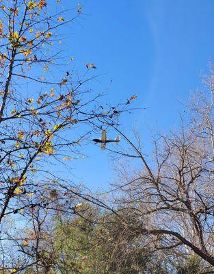 Low flying airplane