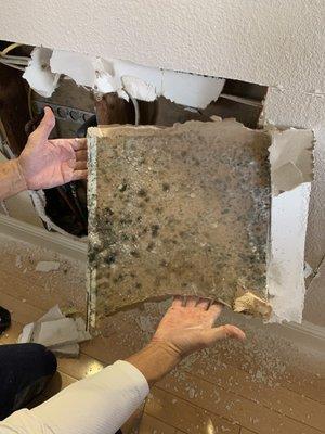 More mold