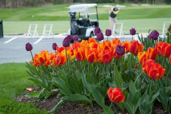 Great River in bloom