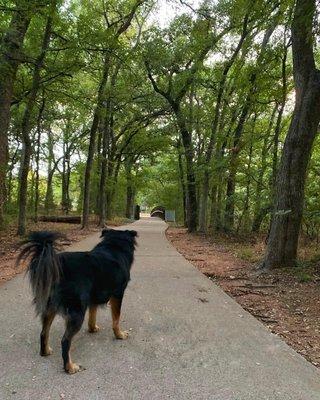 My Dog on Walking Trail