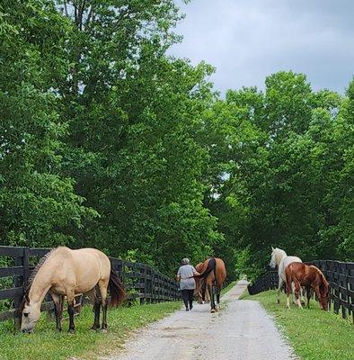 Taking our fur babies to our very large & lush back pastures.