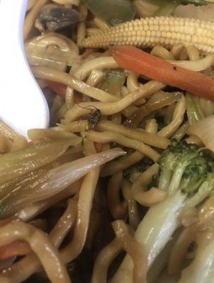 Insect in my take-out chicken lo-mein!