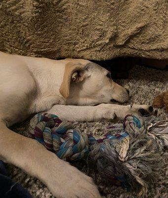 Chewing on her nodded cotton rope soaked with chicken broth to flavor for teething has worn her out!