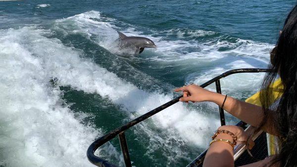 Dolphins at play!