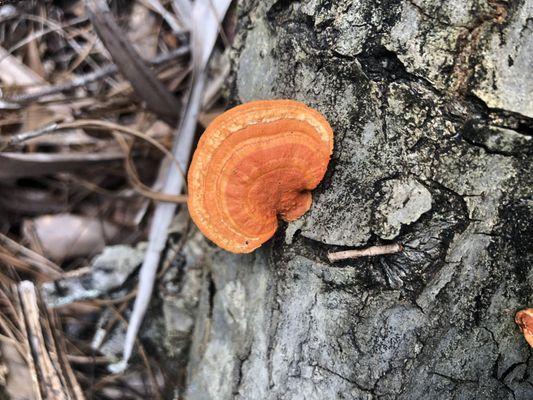 Ancient Oaks Preserve